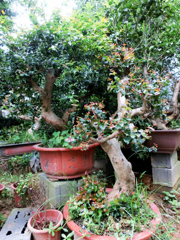 CIMG0866.JPG