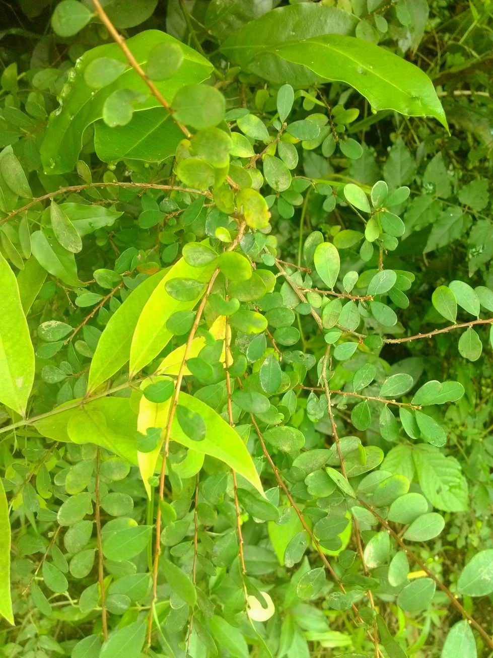 IMG_20140607_164923.jpg