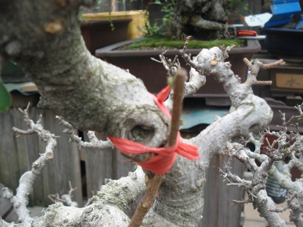 DSC01949.JPG