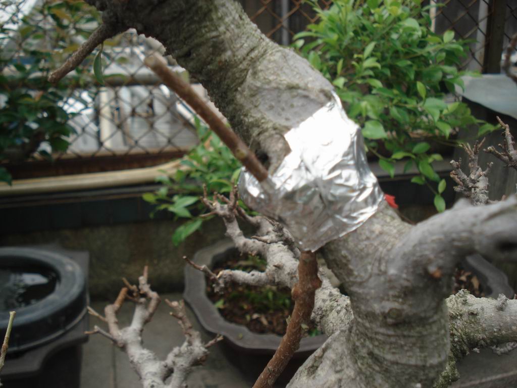 DSC01952.JPG