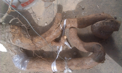 IMAG0274.jpg