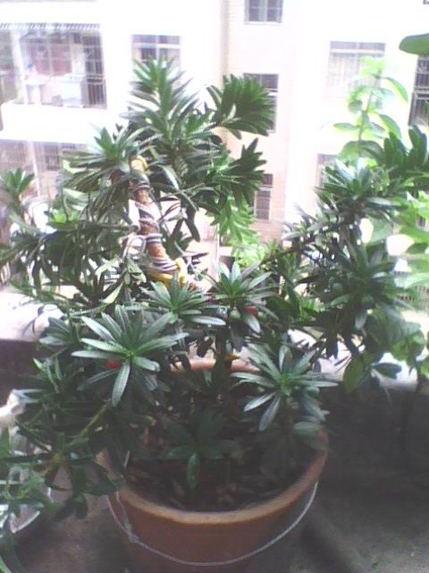 IMG1277A.jpg