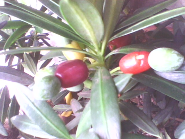 IMG1271A.jpg