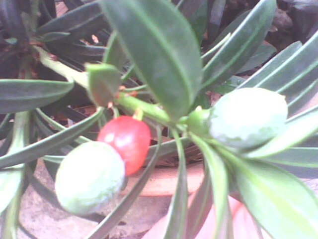 IMG1273A.jpg