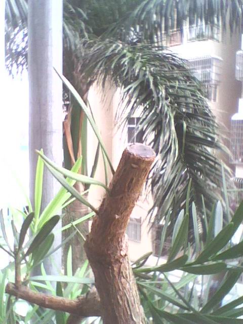 IMG1276A.jpg