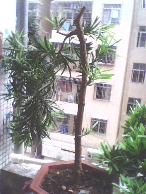 IMG1274A.jpg