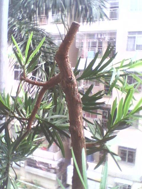 IMG1275A.jpg