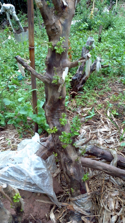 2014-06-05_18-33-51_748_conew1.jpg