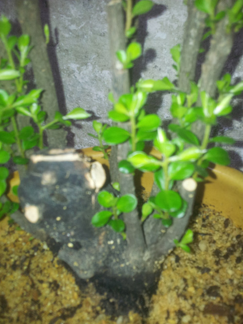 20140612_080519_.jpg