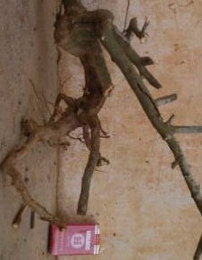 Z5025.jpg