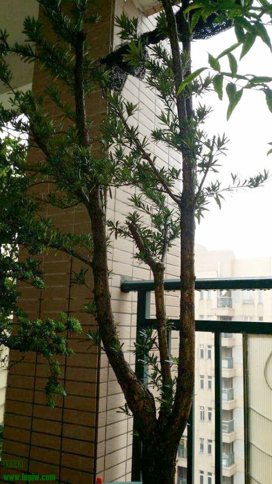 005820mrllf23bbrbdlkwr_jpg_thumb.jpg