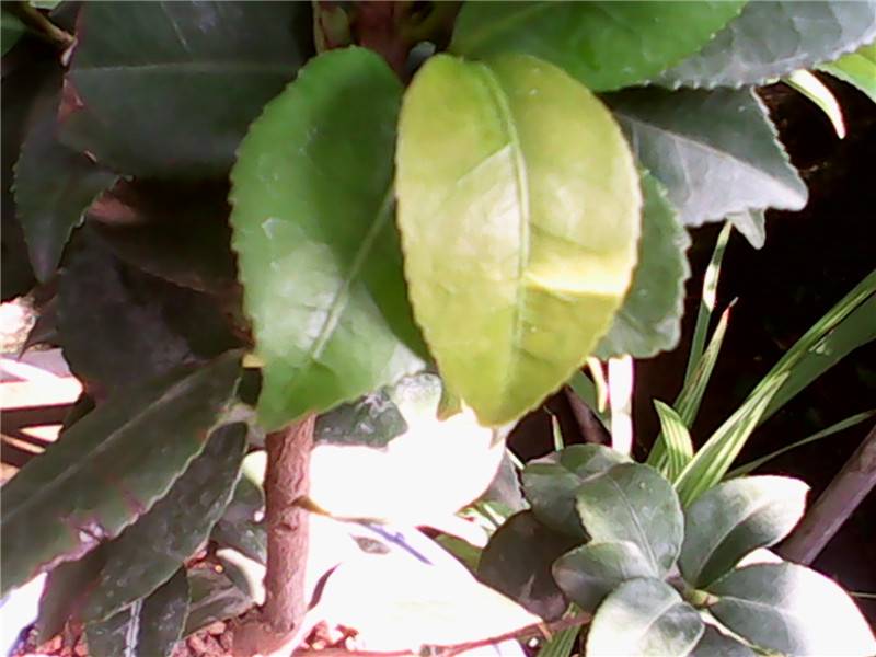 202811r8cf38wwtiizji29.jpg.thumb.jpg