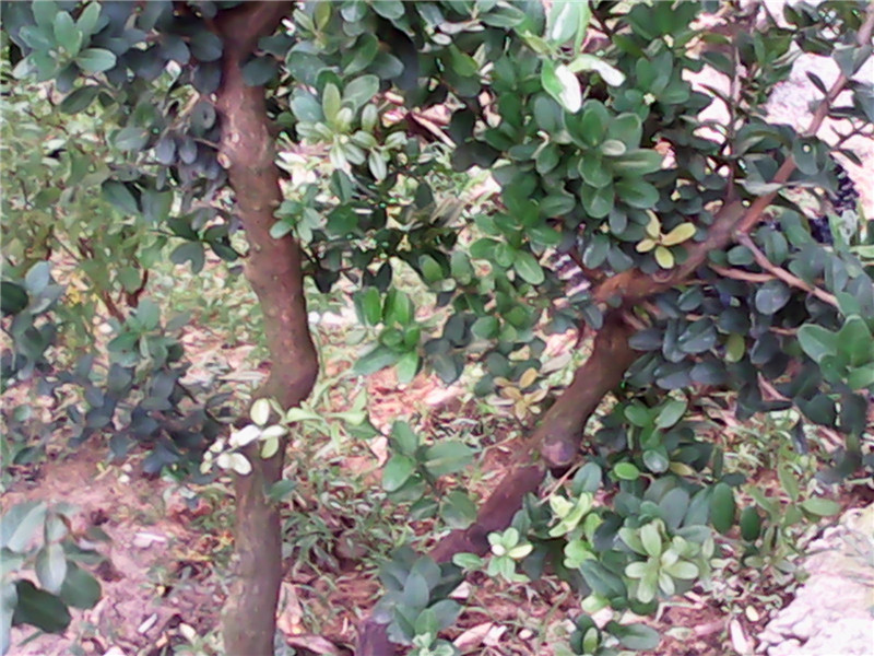 IMG_20140616_182432.jpg