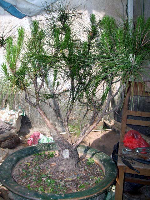 DSCF0348.JPG