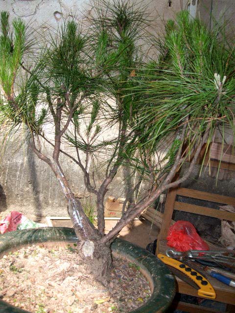 DSCF0350.JPG
