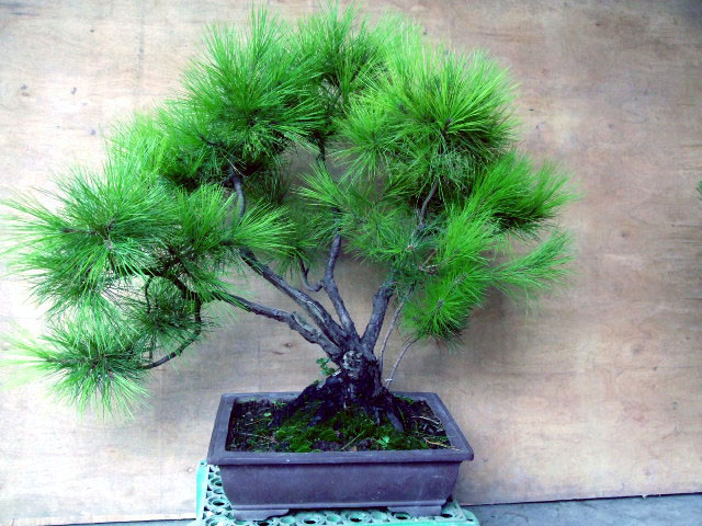 DSCF0128.JPG