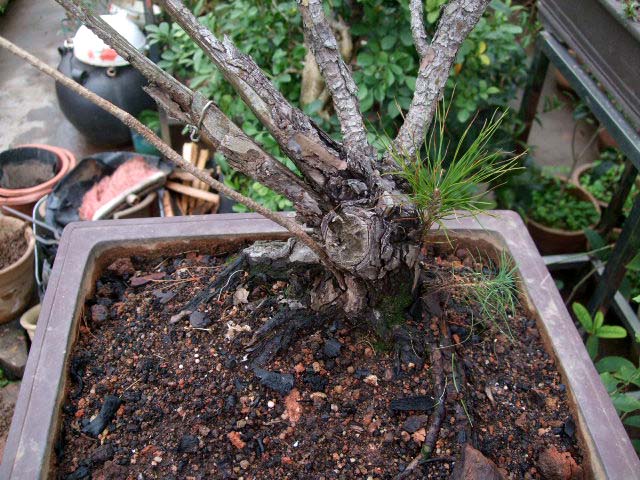 DSCF3126.JPG