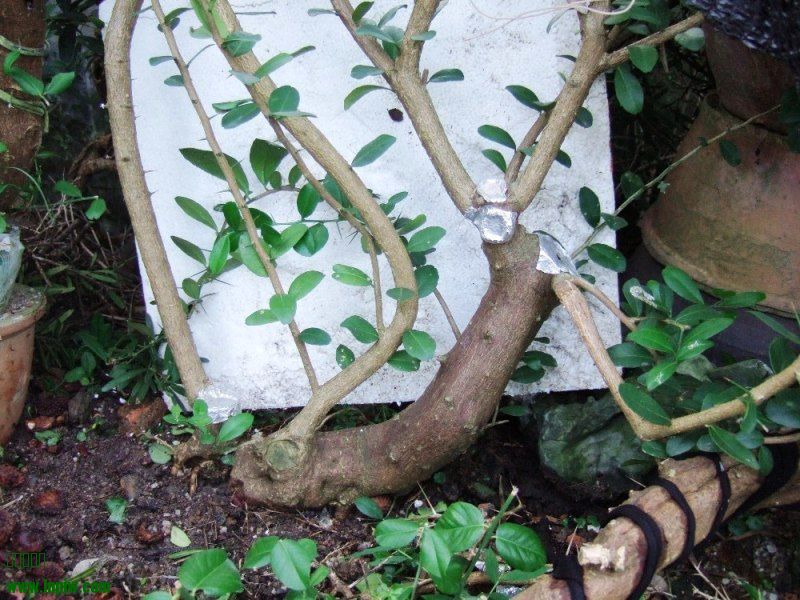 DSCF5537.JPG