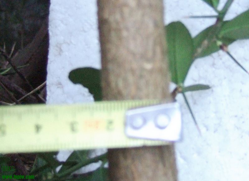 DSCF5538.JPG