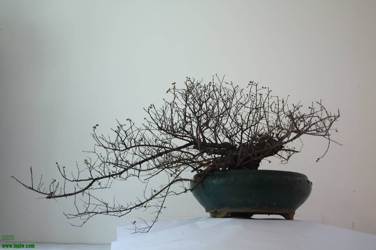 Ƭ11 008.jpg