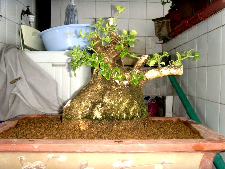 SNV39565.JPG