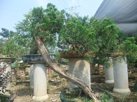 DSCF9581.JPG