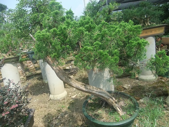 DSCF9582.JPG