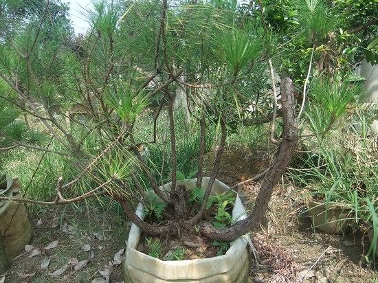 DSCF9585.JPG