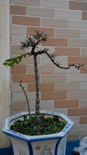IMG_20140628_124335_СС.jpg