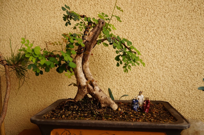 DSC02908_conew1.jpg