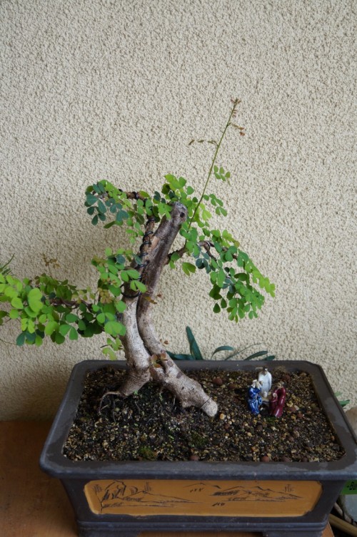 DSC02919_conew1.jpg