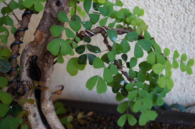 DSC02921_conew1.jpg