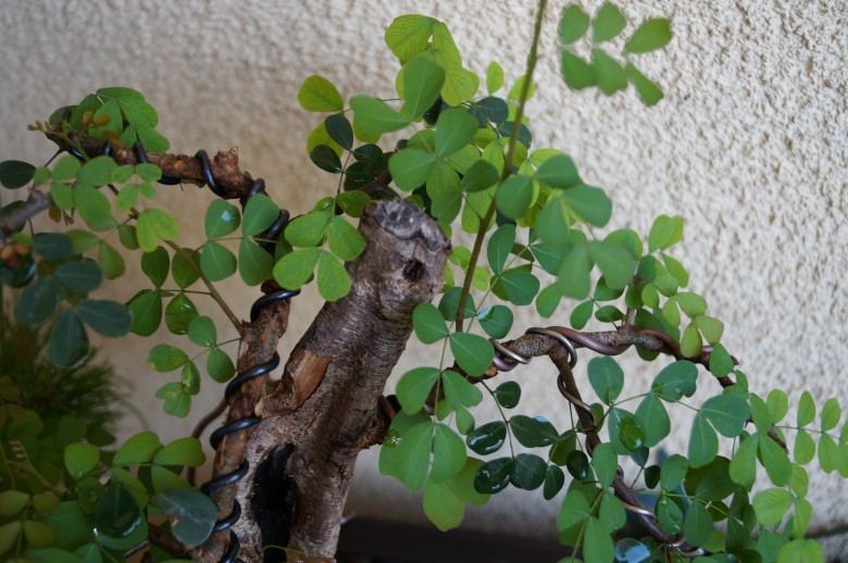 DSC02923_conew1.jpg