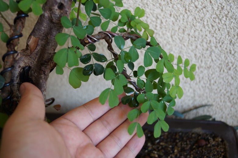 DSC02925_conew1.jpg