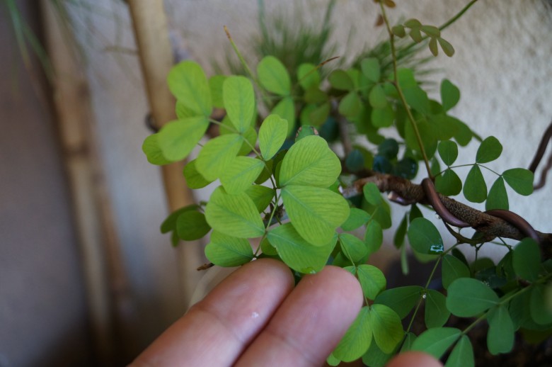 DSC02926_conew1.jpg