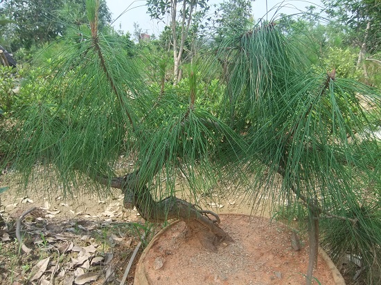 DSCF9594.JPG