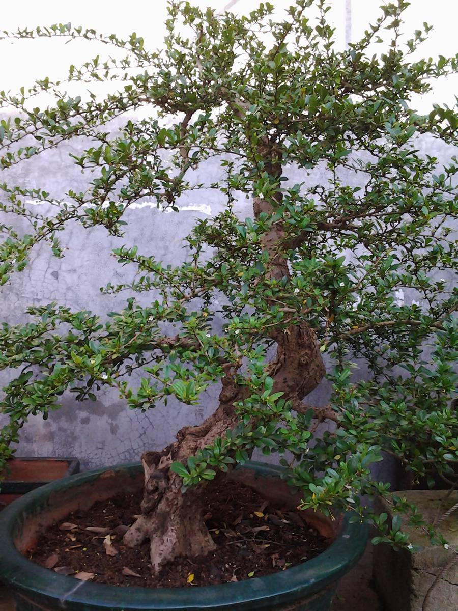 2014-06-29 07.54.16.jpg