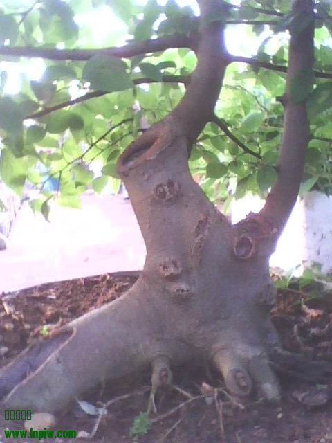IMG1285A.jpg