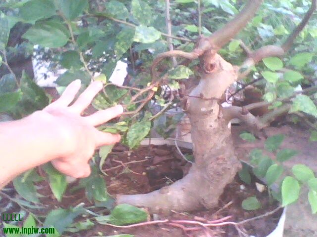 IMG1287A.jpg