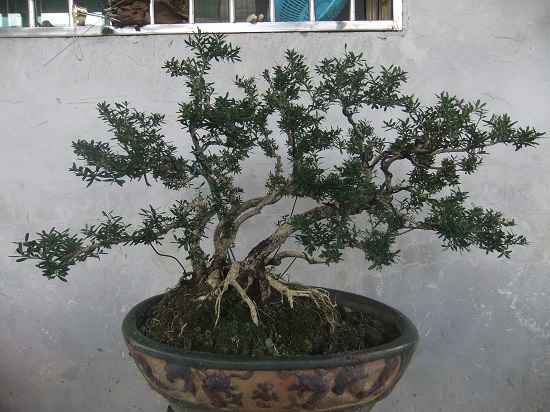 DSCF9610.JPG