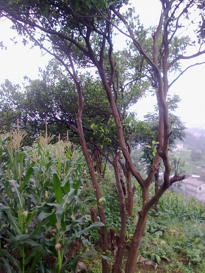 20140624024.jpg