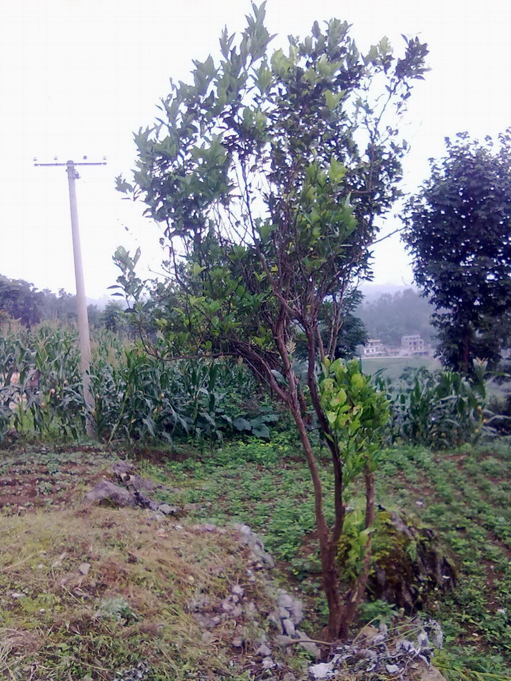 20140624025.jpg