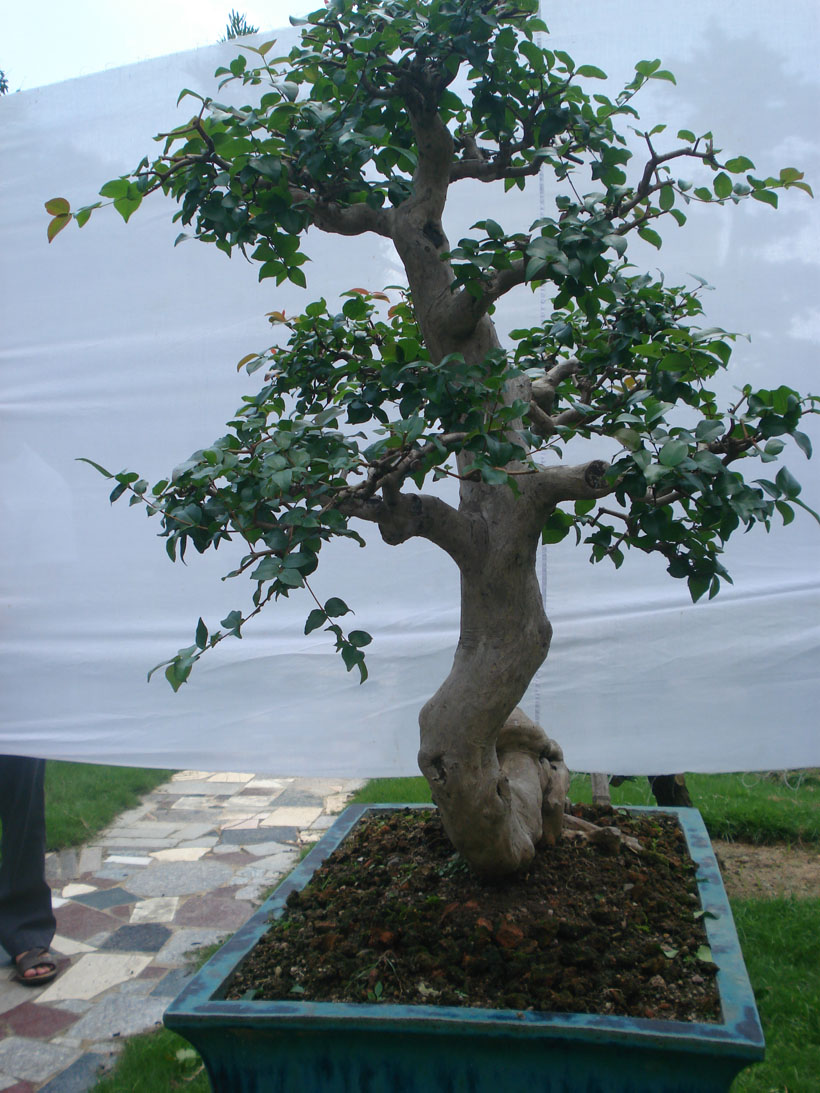 DSC00656.JPG