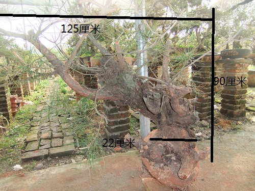 DSCF9398.JPG