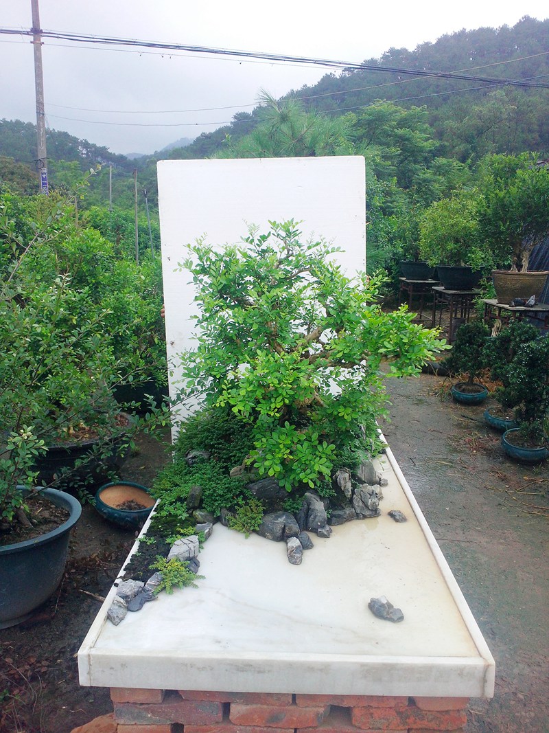 IMG20140701001.jpg