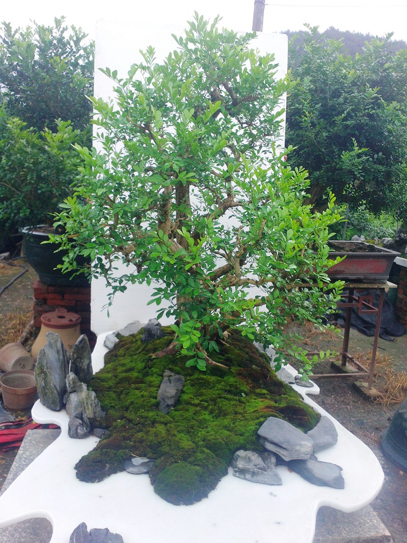 IMG20140701005.jpg