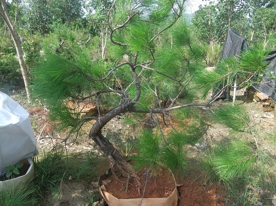 DSCF9621.JPG