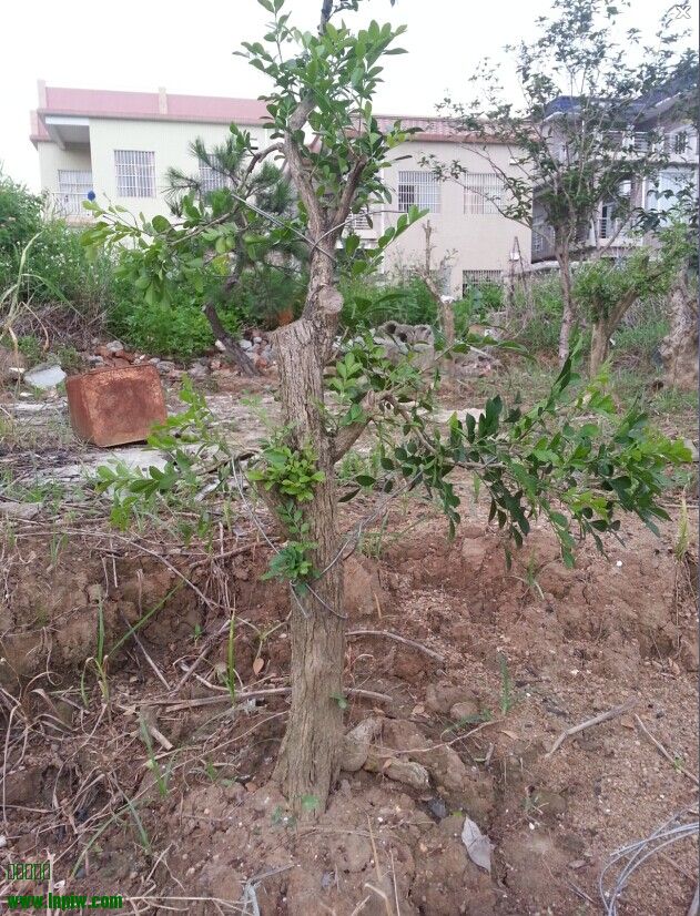 QQͼƬ20140620103727.jpg