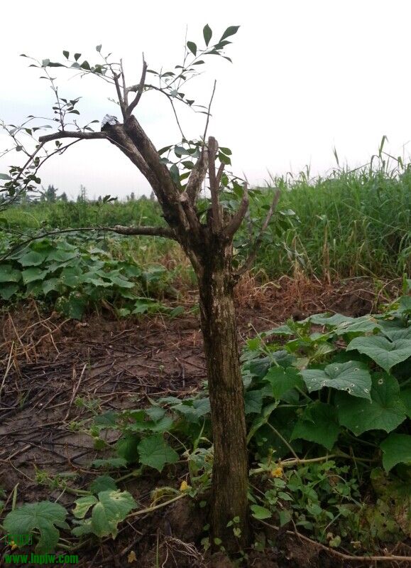 QQͼƬ20140620103829.jpg