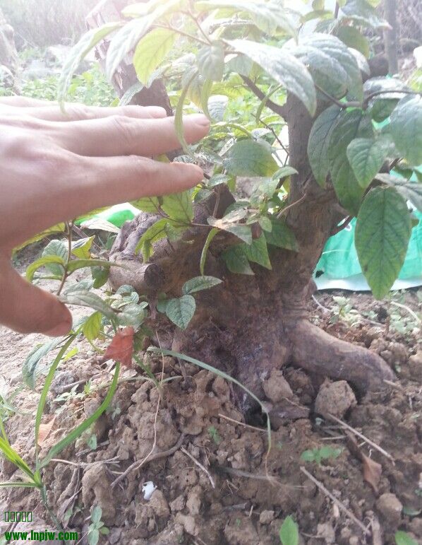 QQͼƬ20140620103958.jpg